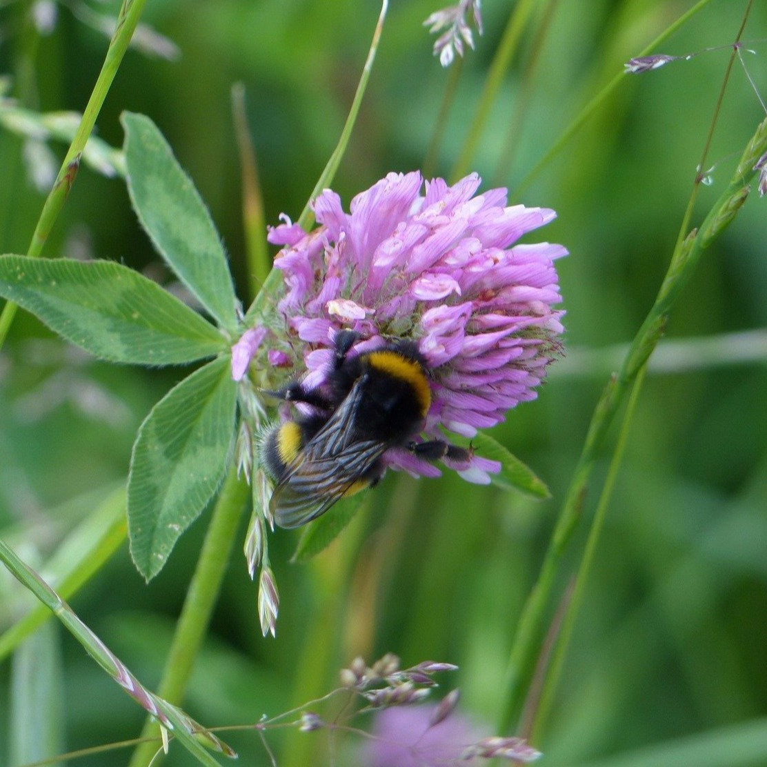 British Plants For Bees | Wildflower Shop | Habitat Aid