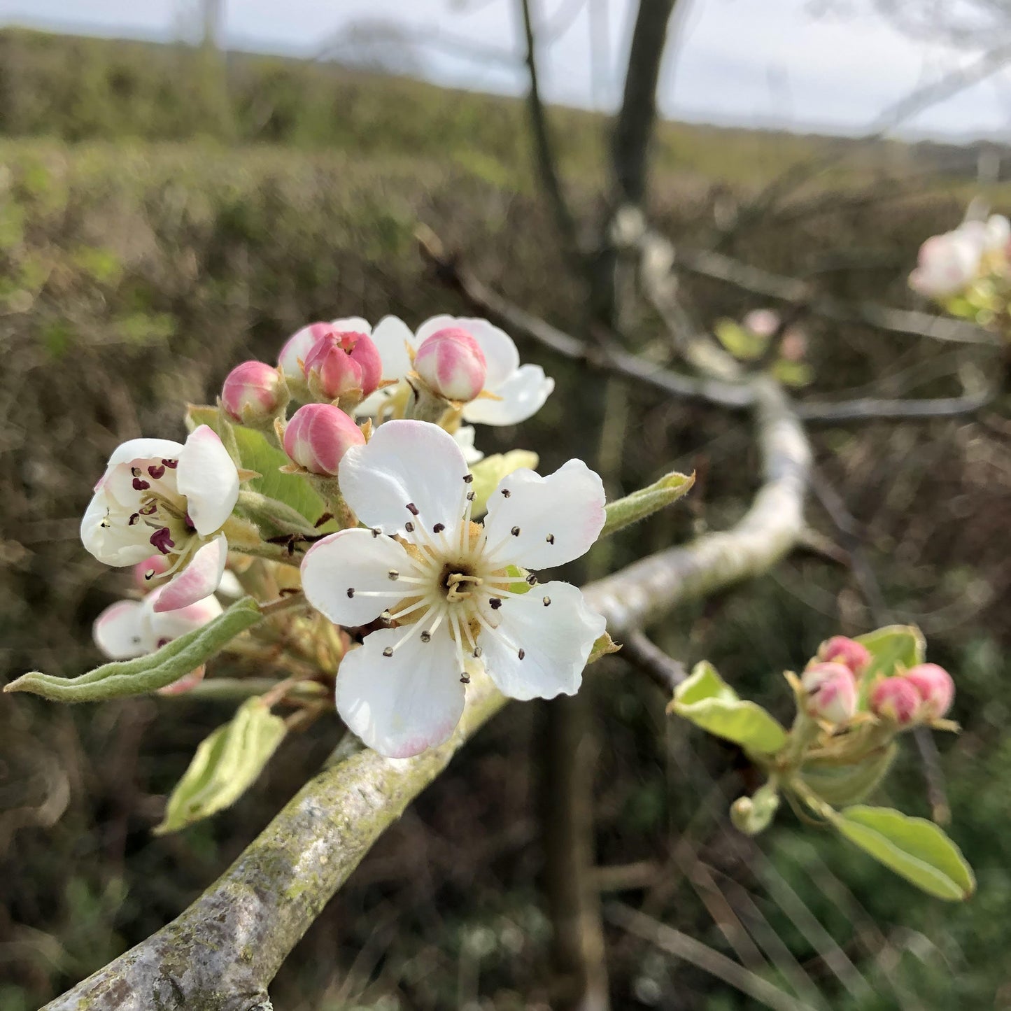 Perry Pear Trees