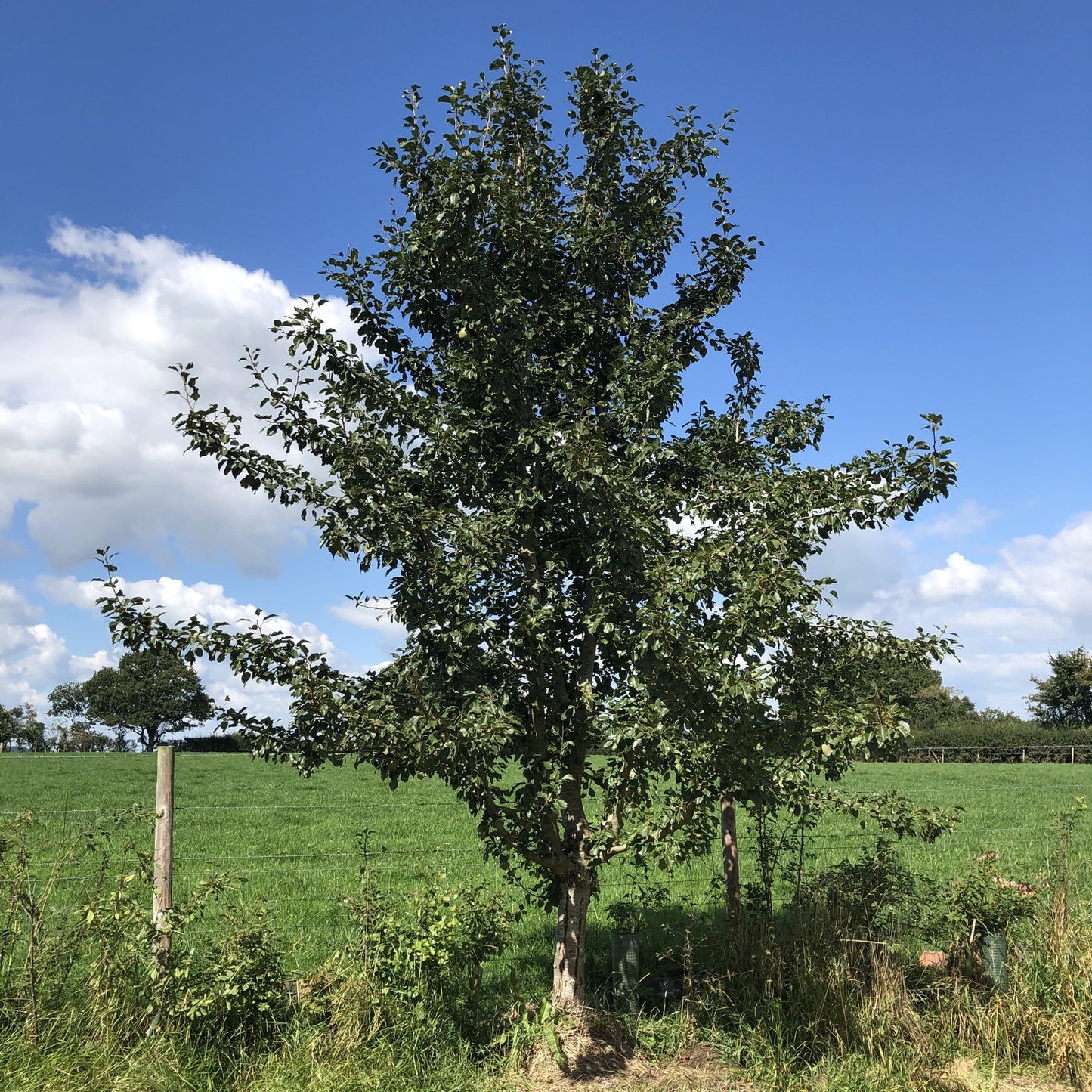 Immature Green Horse perry pear 