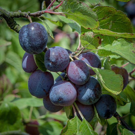 Early Rivers Prolific Plum