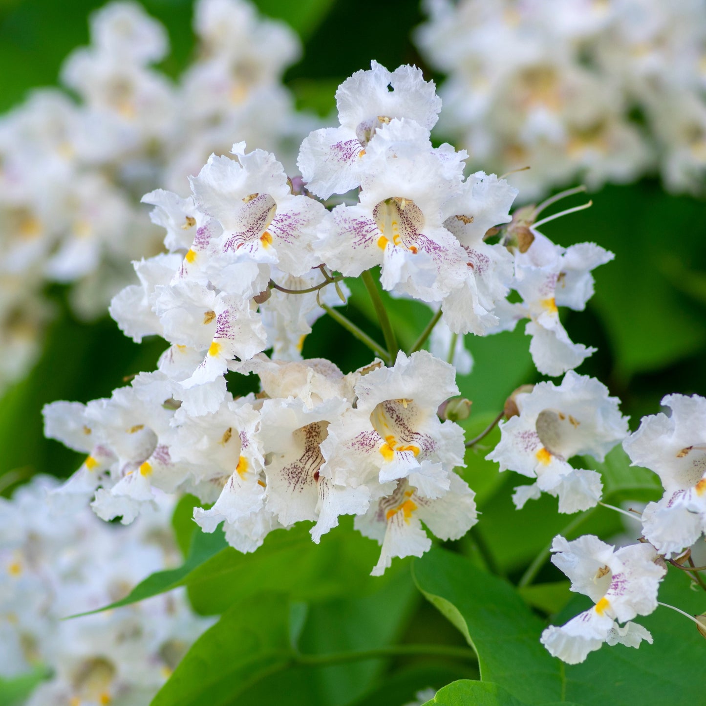 Catalpa blossom