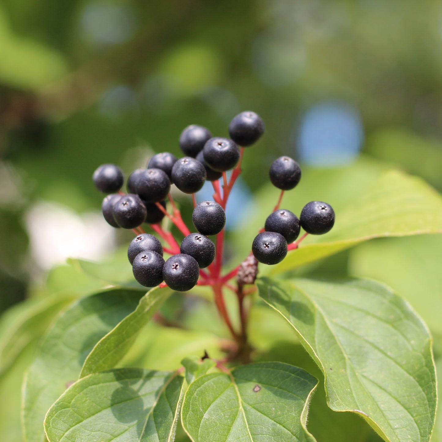 Purging buckthorn berries