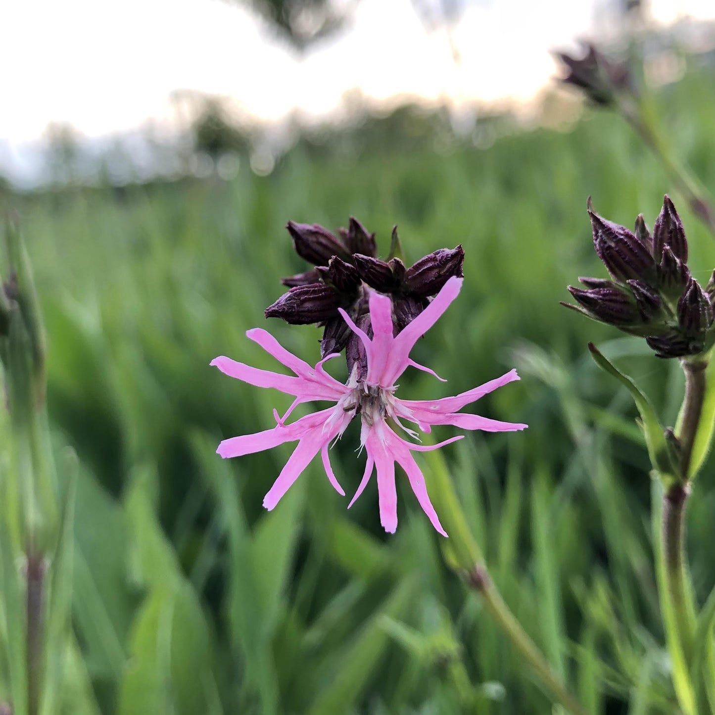 Wildflowers for heavy soils