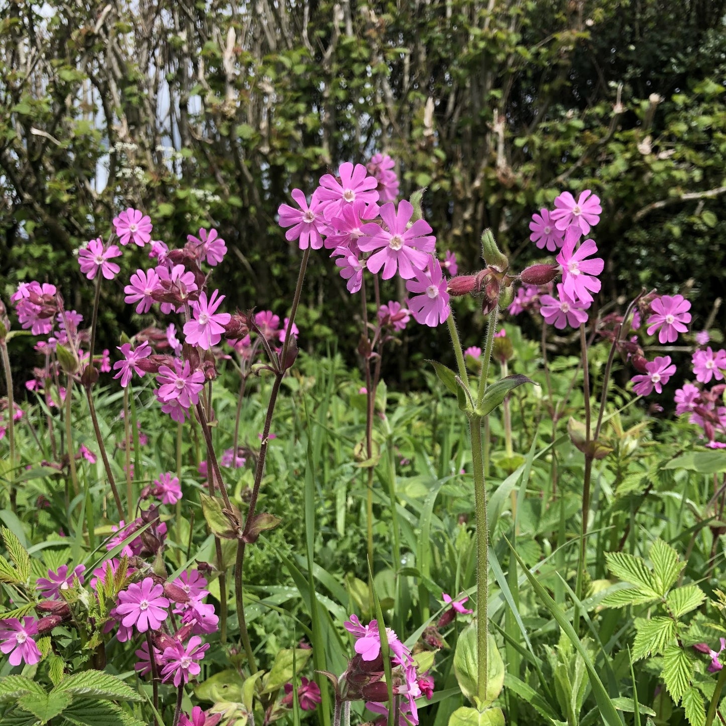 Red campion Silene dioica, Somerset hedgerow