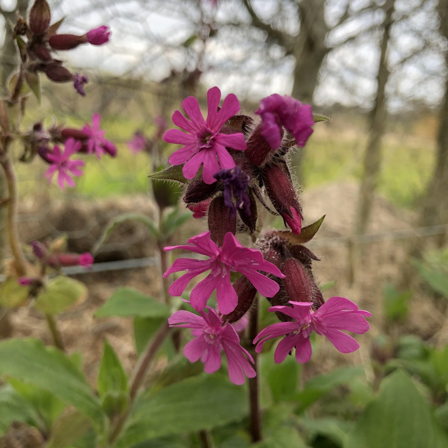 Silene dioica