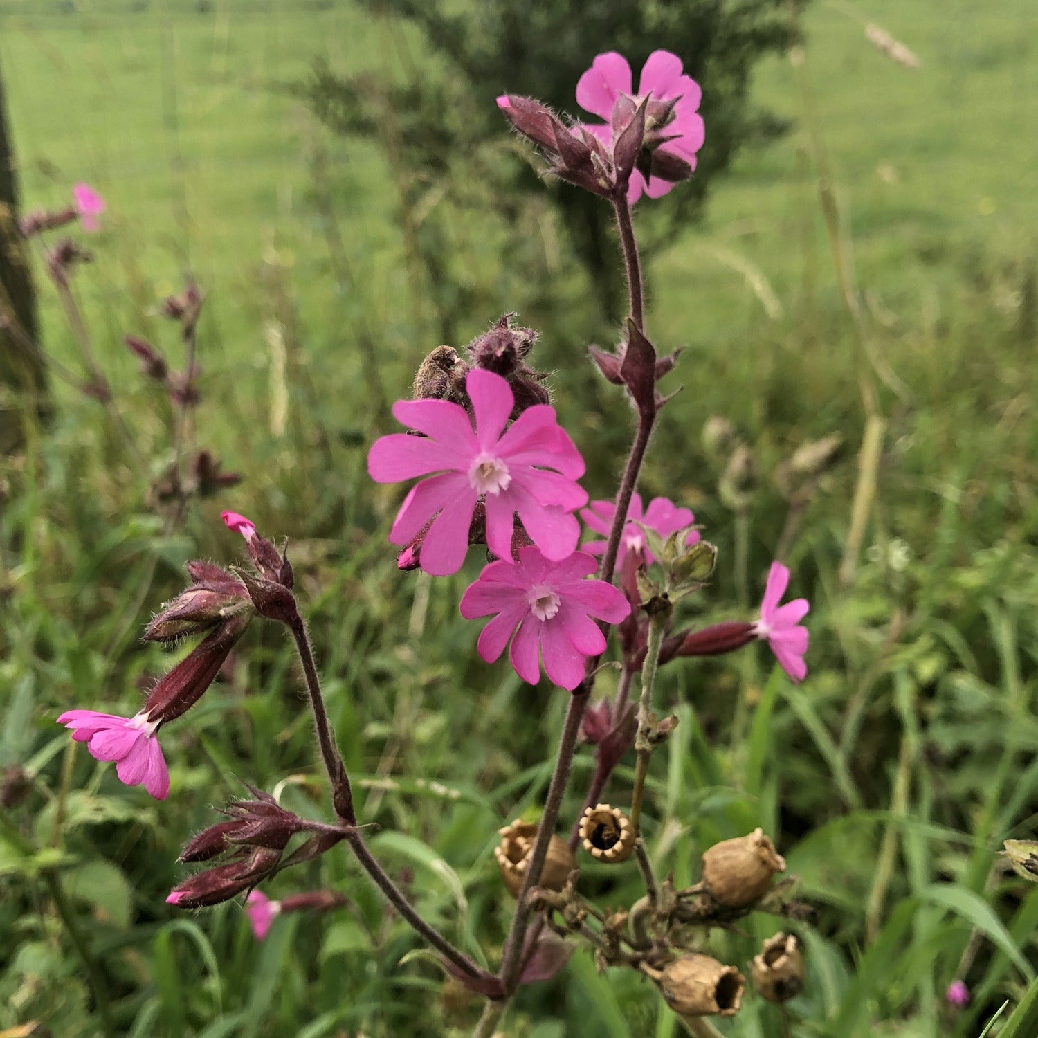 Red campion Silene dioica