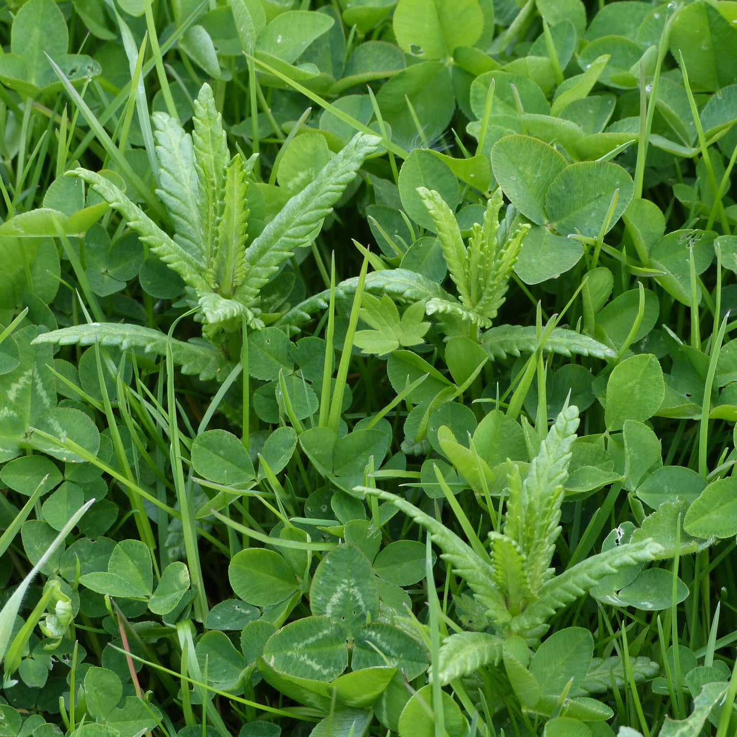 Rhinanthus minor seedlings