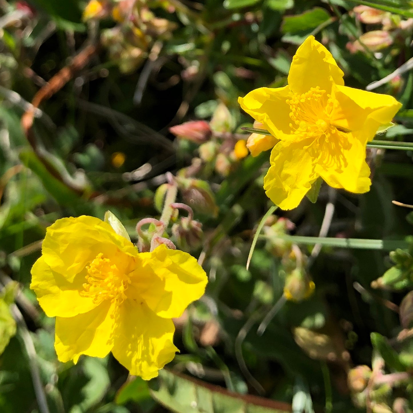 Chalk and Limestone Wildflowers Only Mix