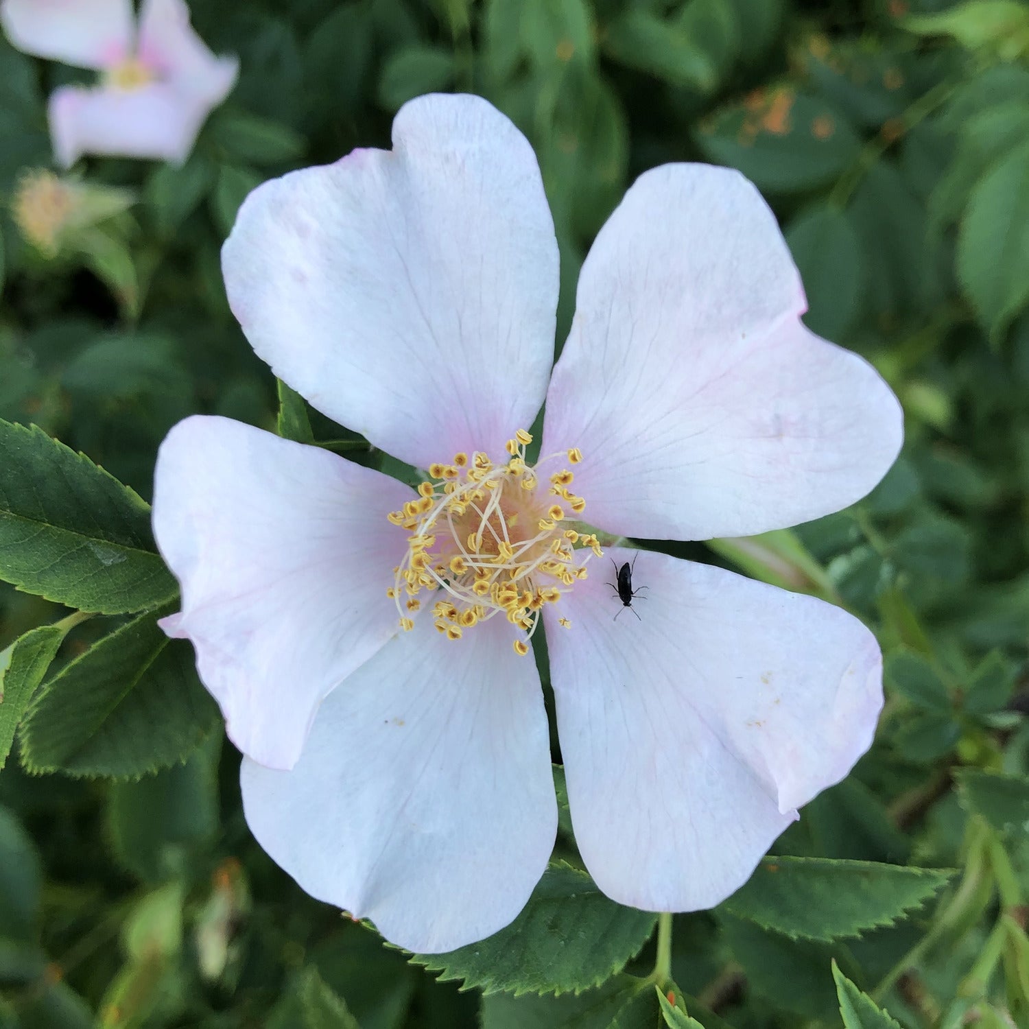 Dog rose, Rosa canina