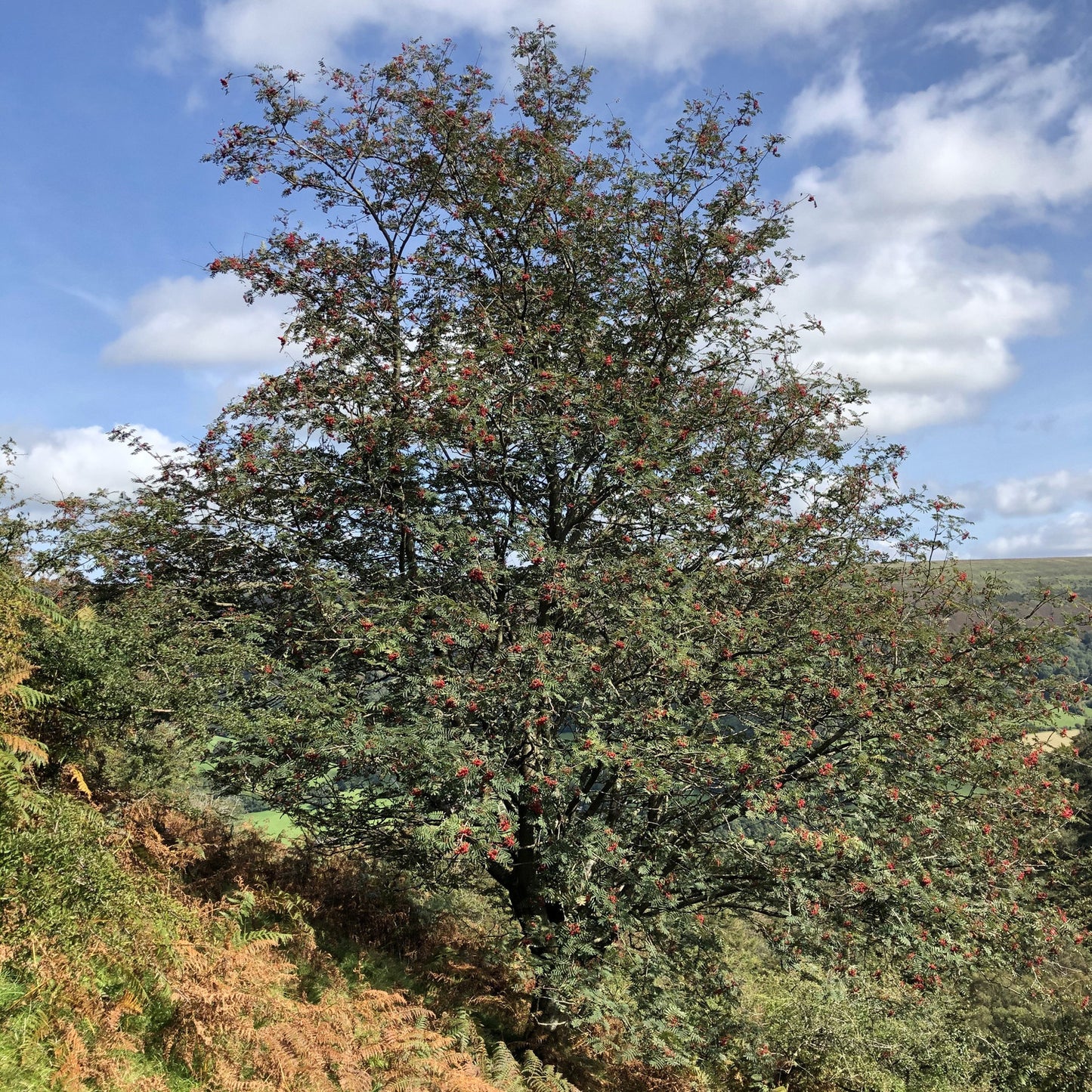 Rowan, Vale of Ewyas