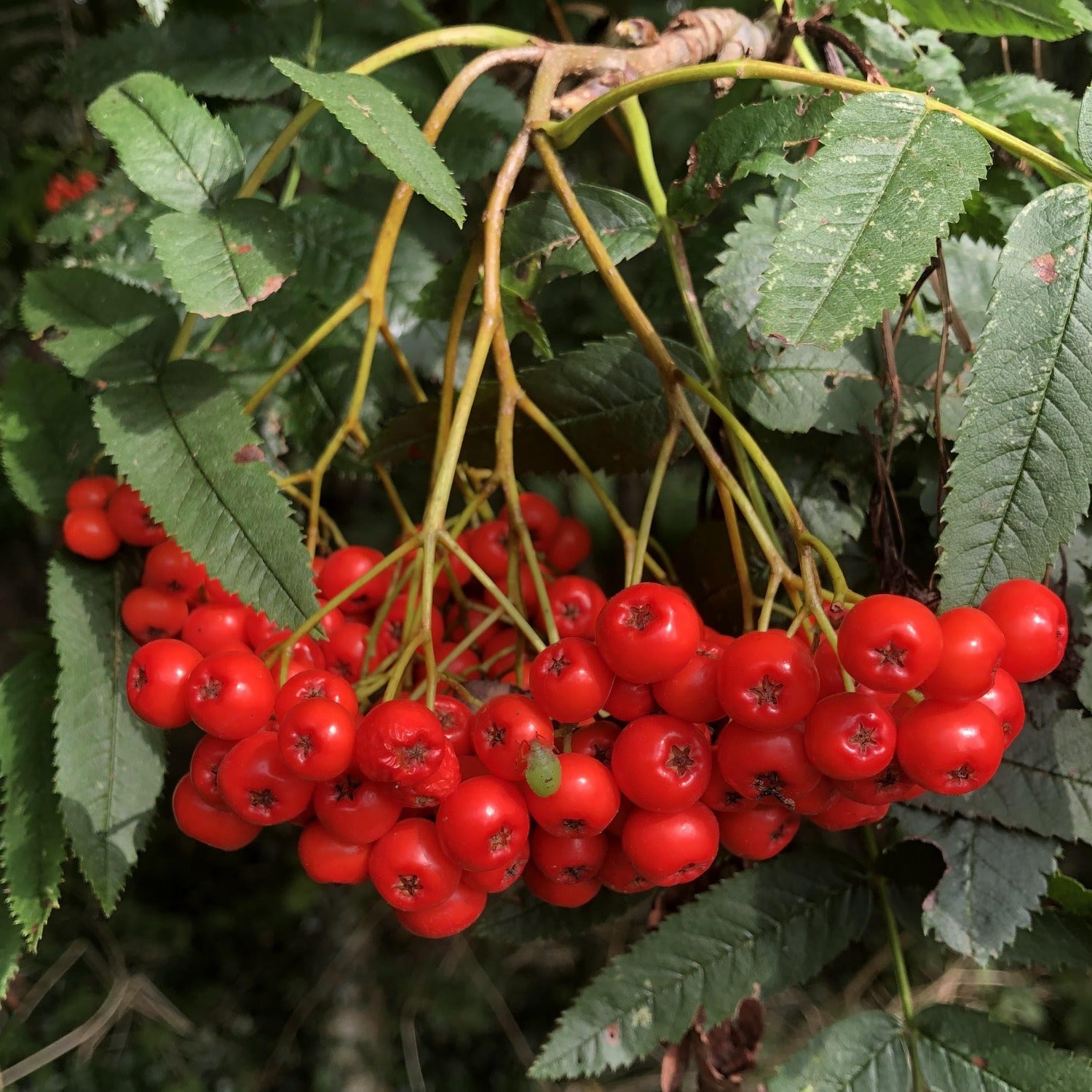 Rowan berries