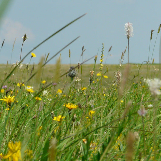 Salisbury Plain Meadow Seed Mix