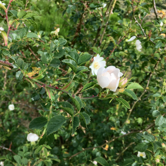 Scotch rose in flower