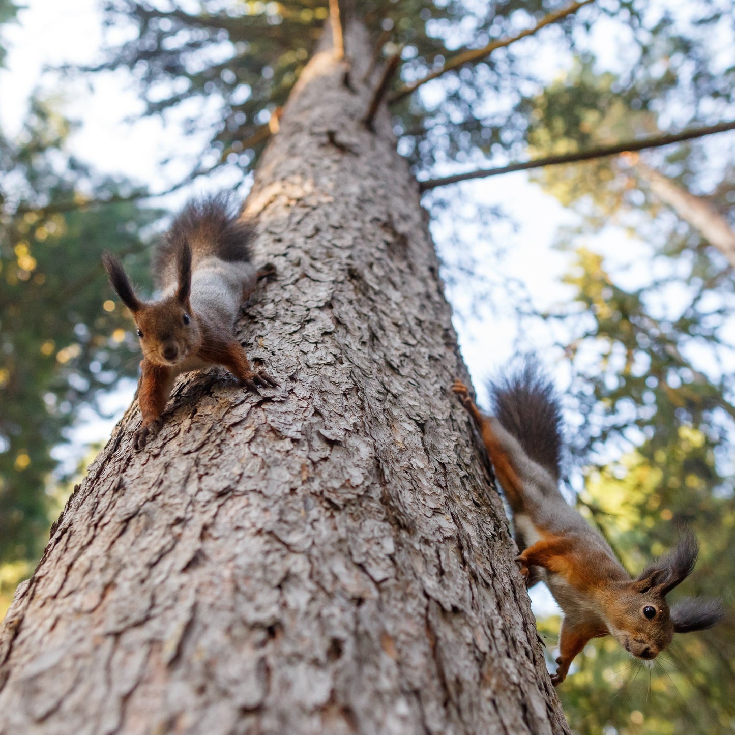 Scots pine and Red squirrels