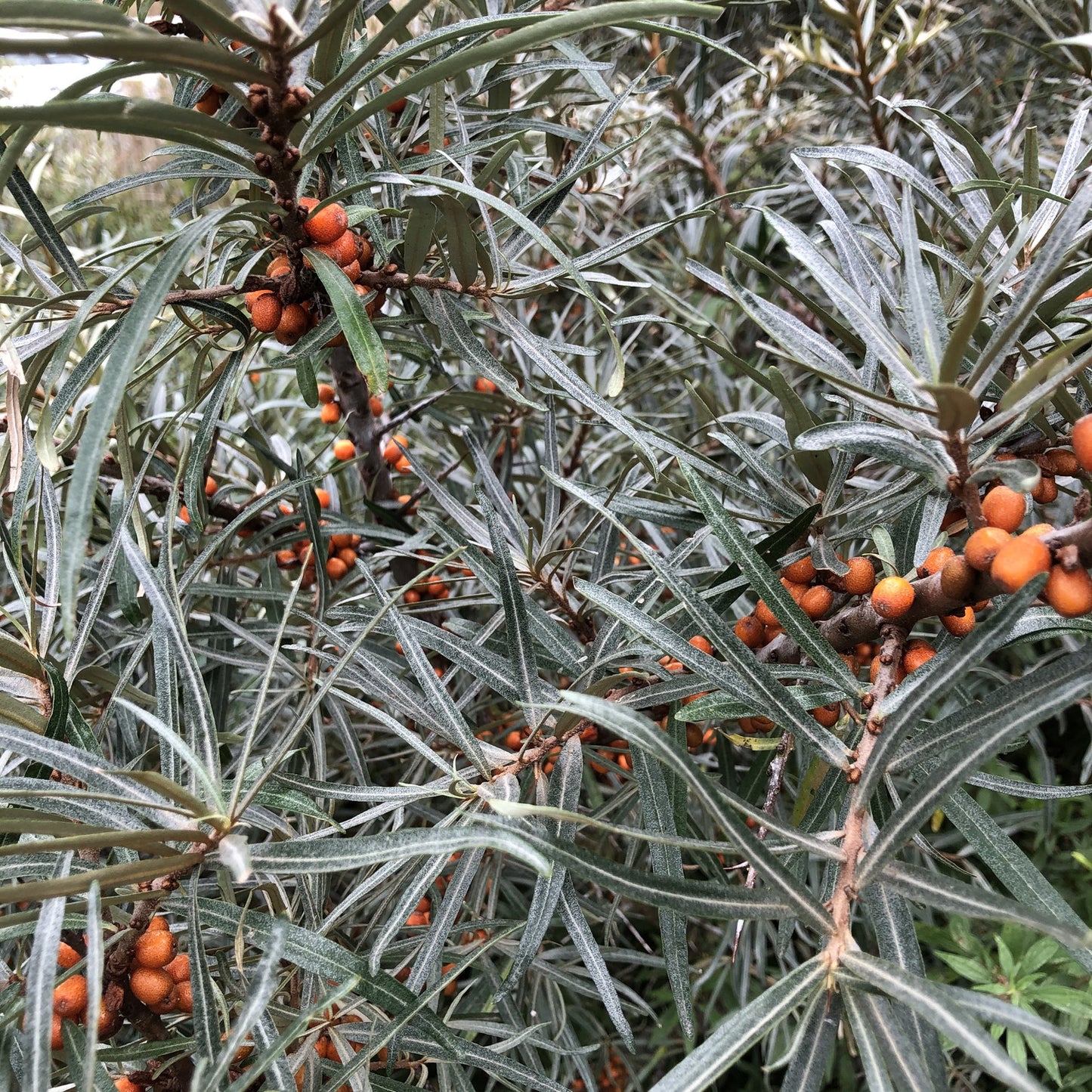 Sea-buckthorn