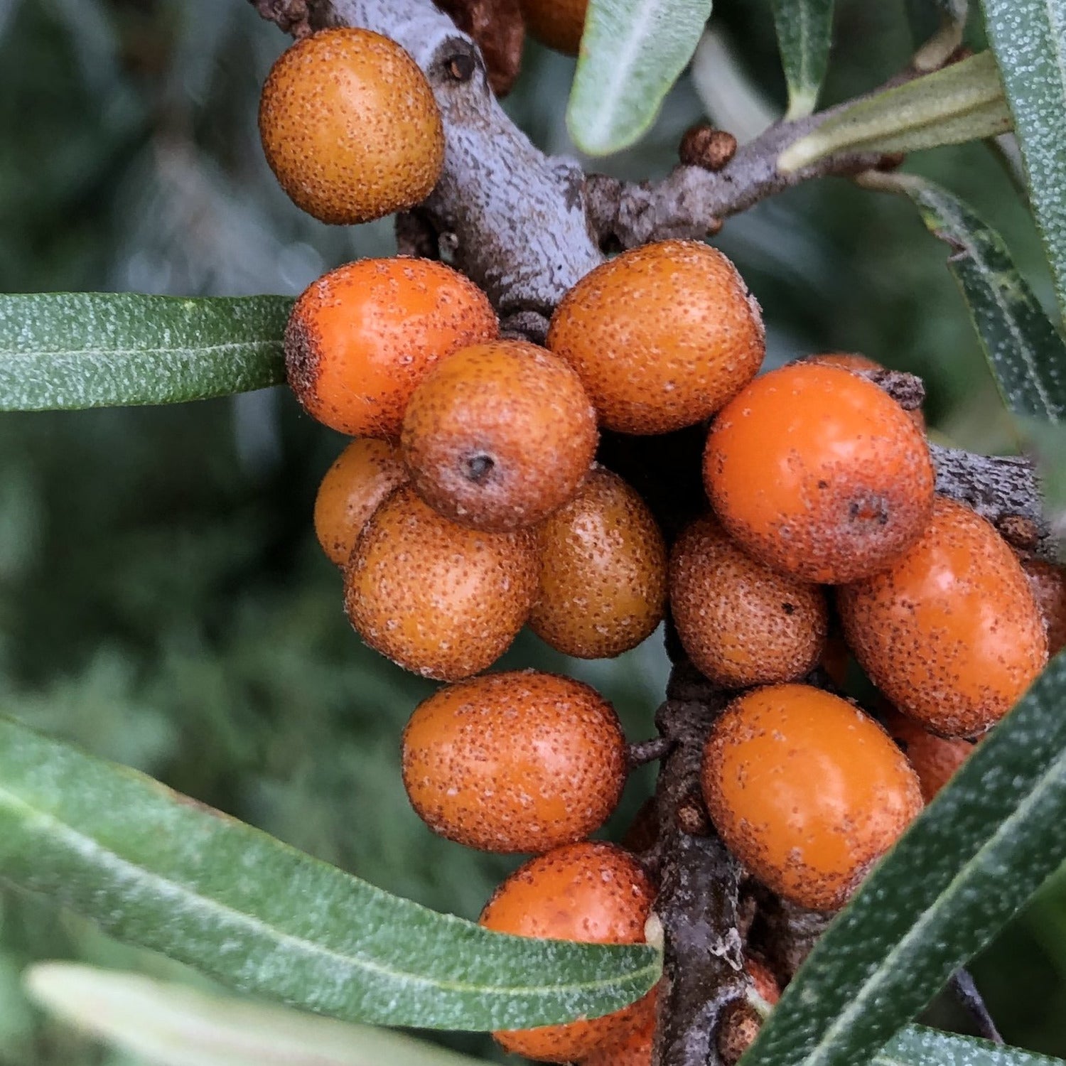 Sea-buckthorn berries