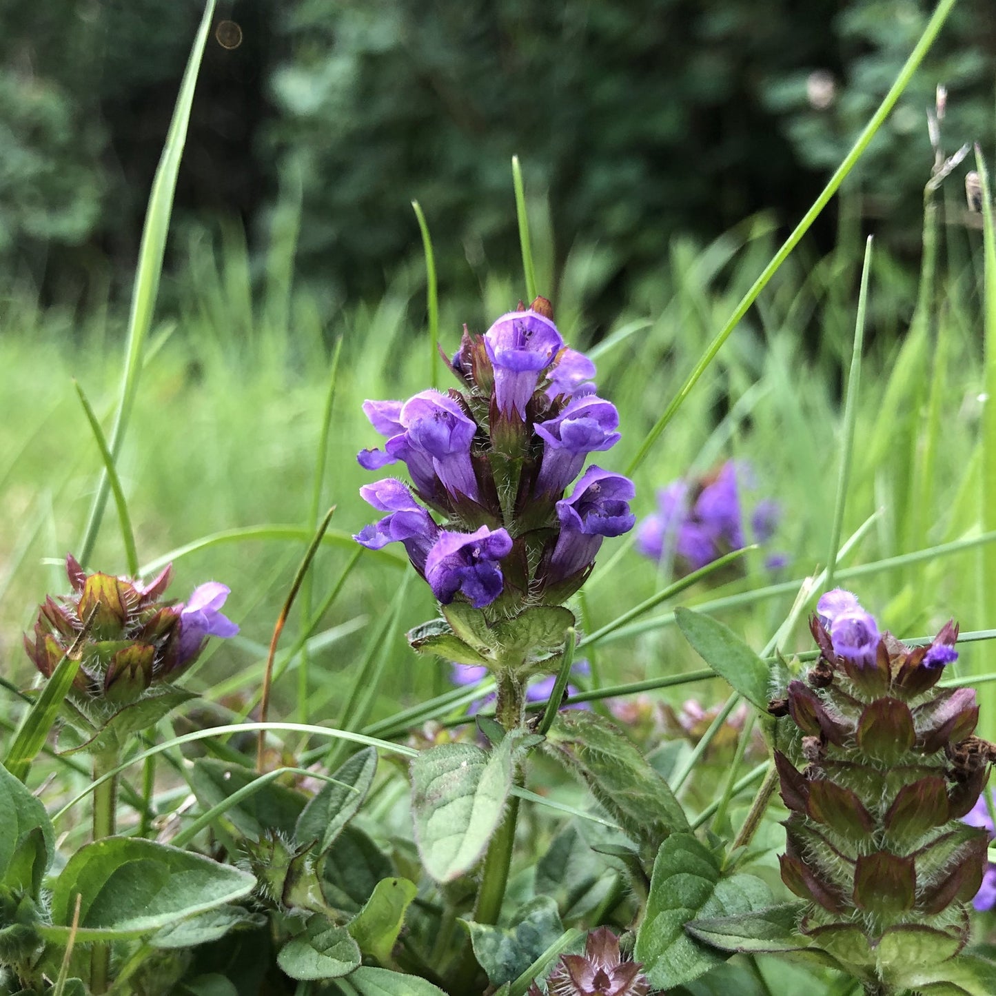 Selfheal in a lawn