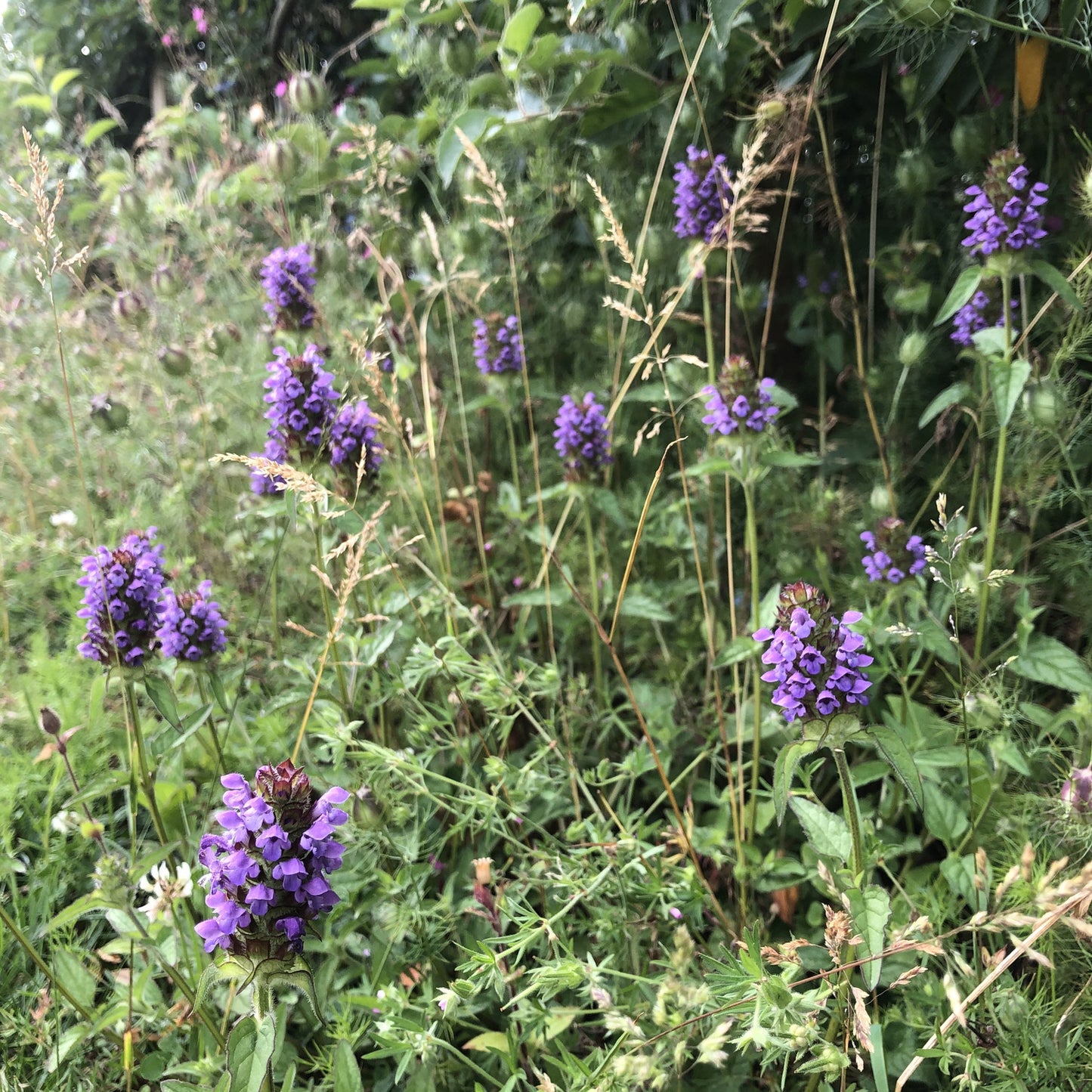 Hedgerow and Light Shade Seed Mix - Wildflowers Only