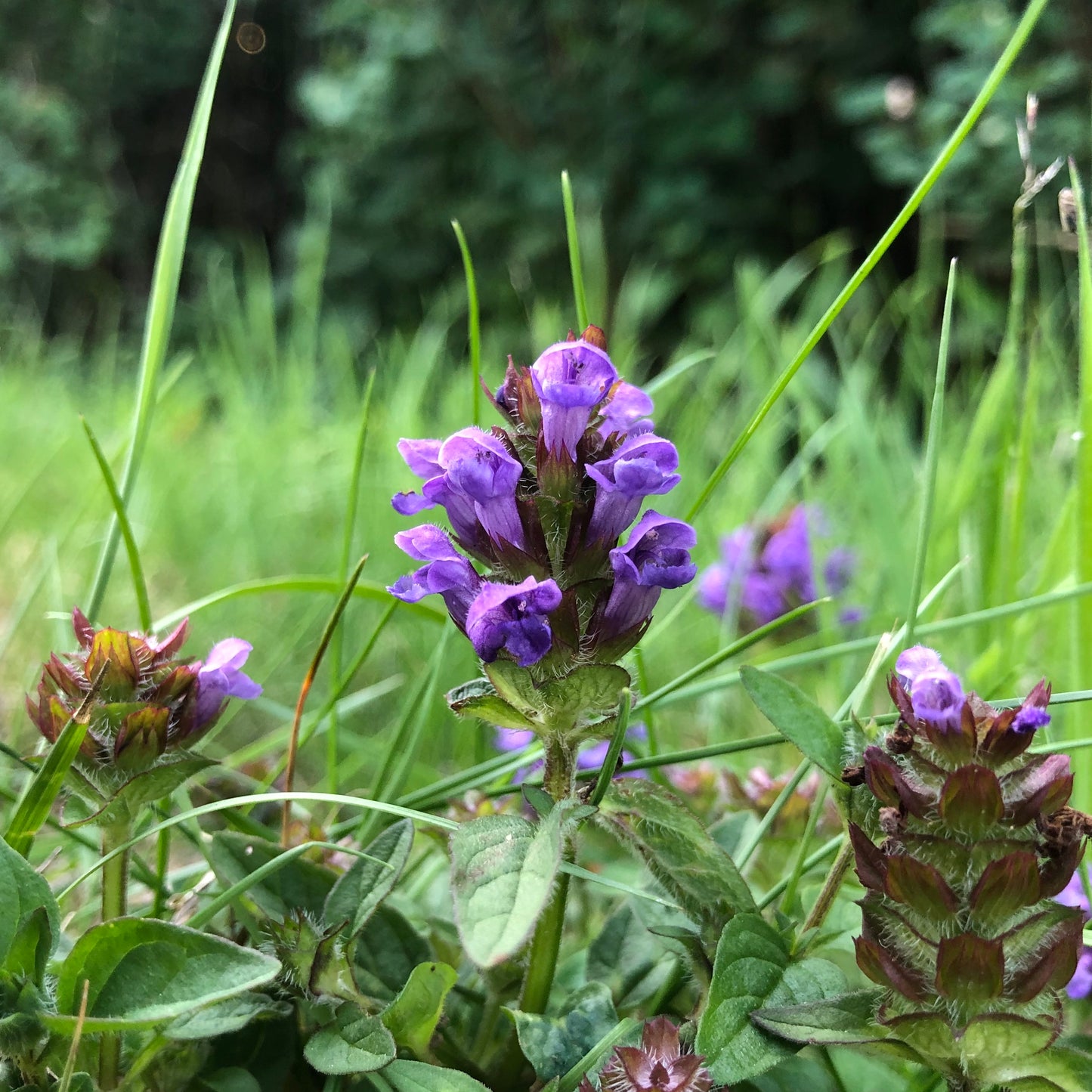 Selfheal