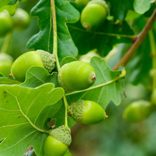 Sessile oak acorns