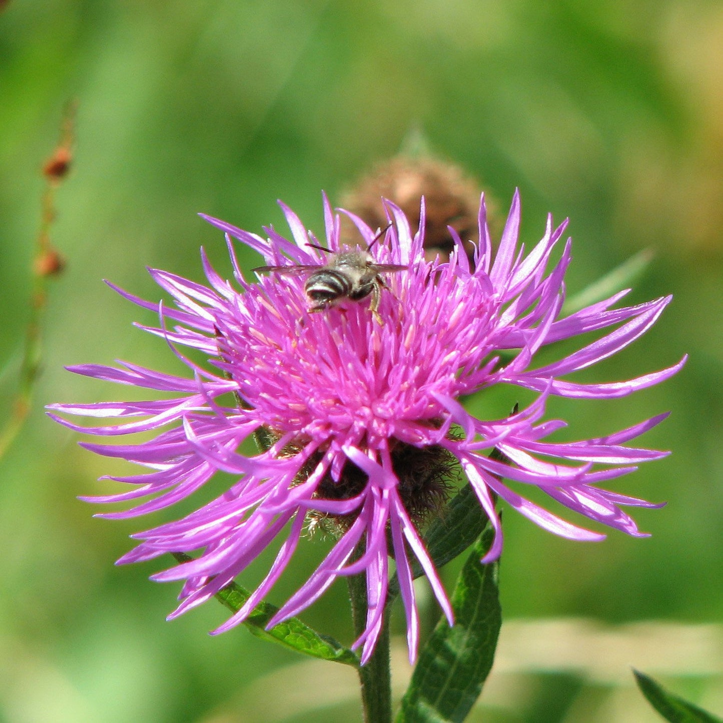 Hedgerow and Light Shade Seed Mix - Wildflowers Only