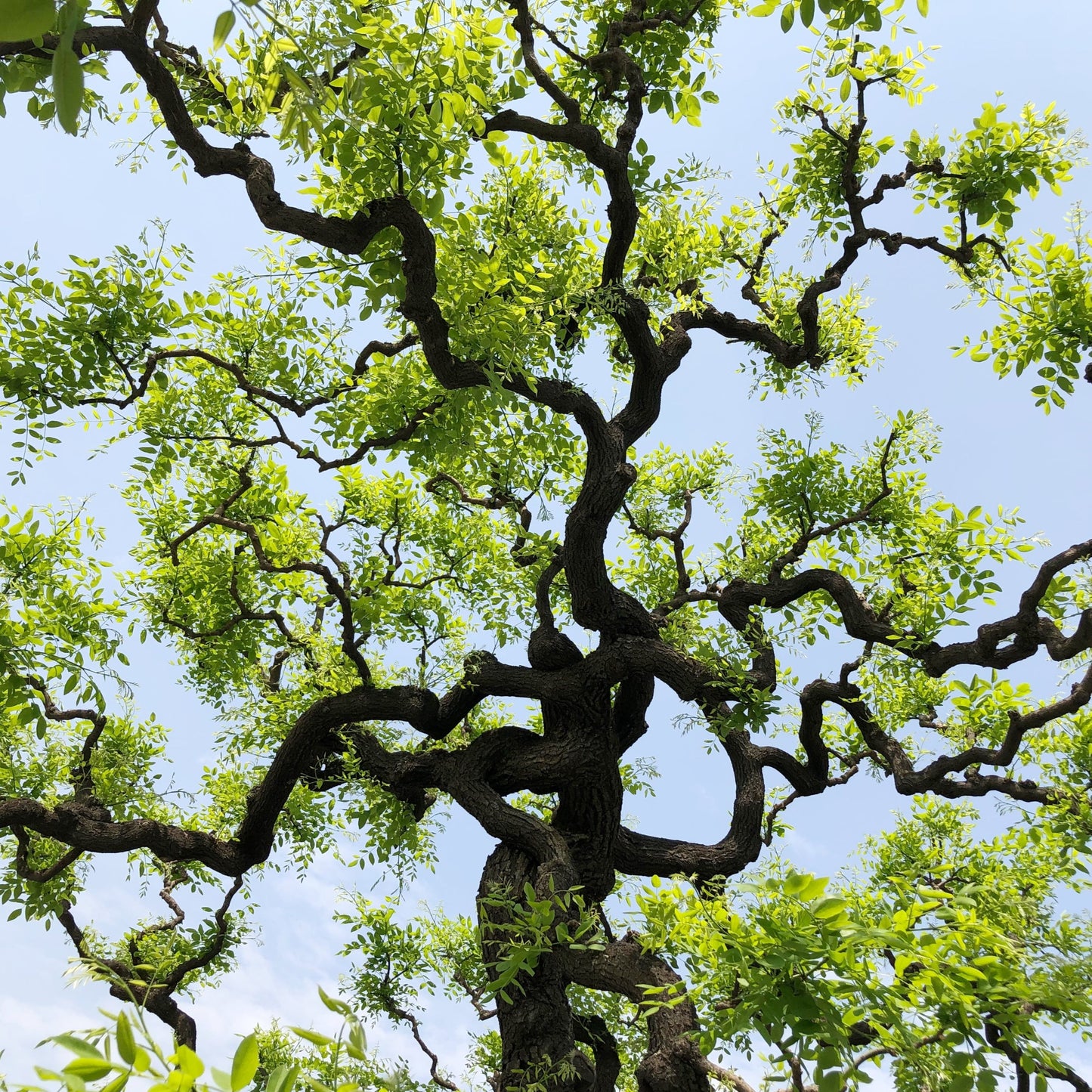 Sophora japonica (Japanese pagoda tree or Chinese scholars' tree)