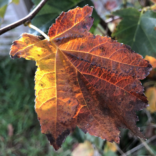 Wild service tree, Sorbus torminalis 