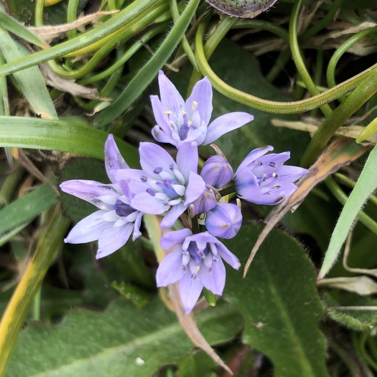 Spring squill, Gwennap Head