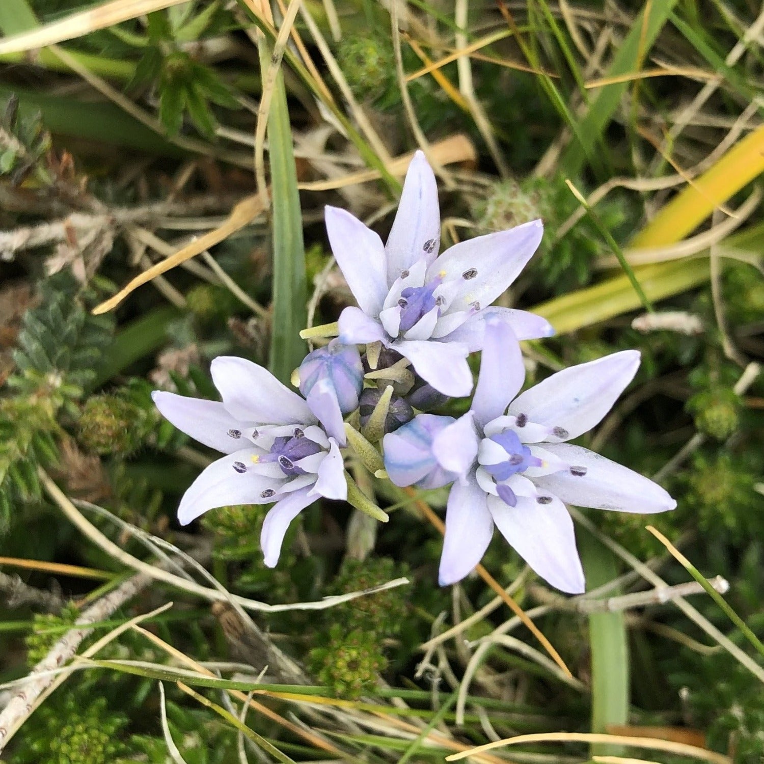 Scilla verna