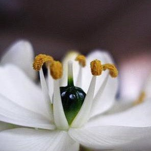 Star of Bethlehem (Ornithogalum umbellatum)