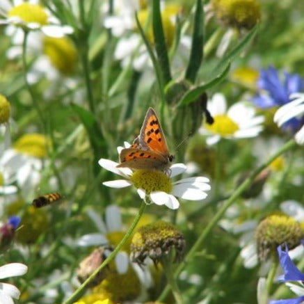 Superior Pollen and Nectar Wildflower Seed Mix