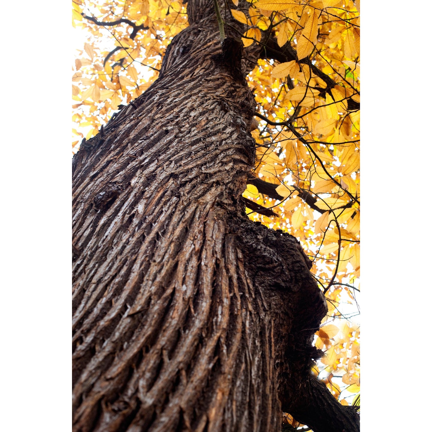 Sweet chestnut trunk