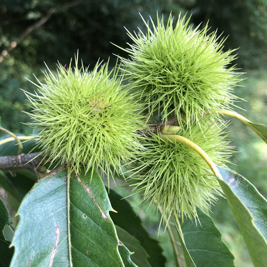 Sweet chestnuts