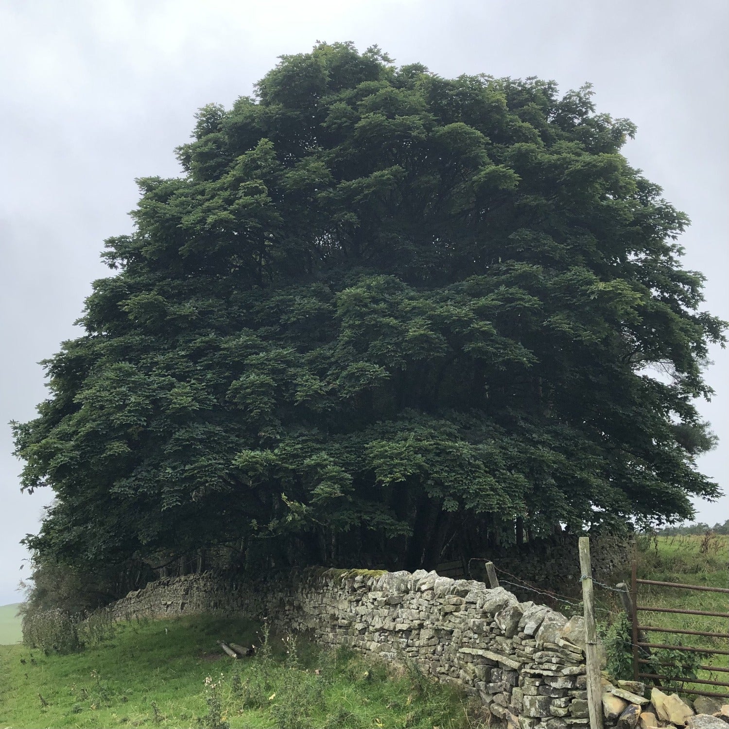 Sycamores, Northumbrian moorland