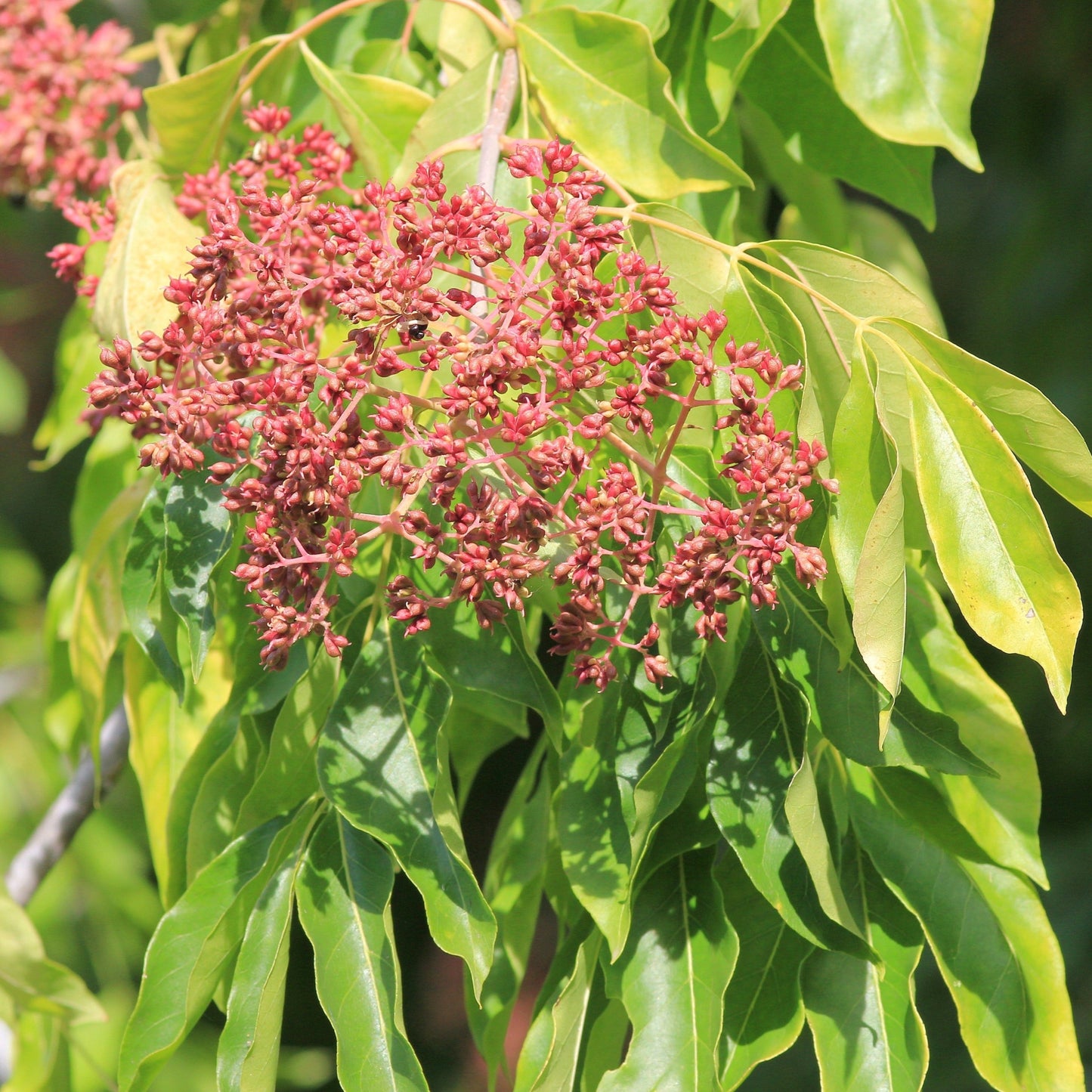 Tetradium danielli (Bee Tree)