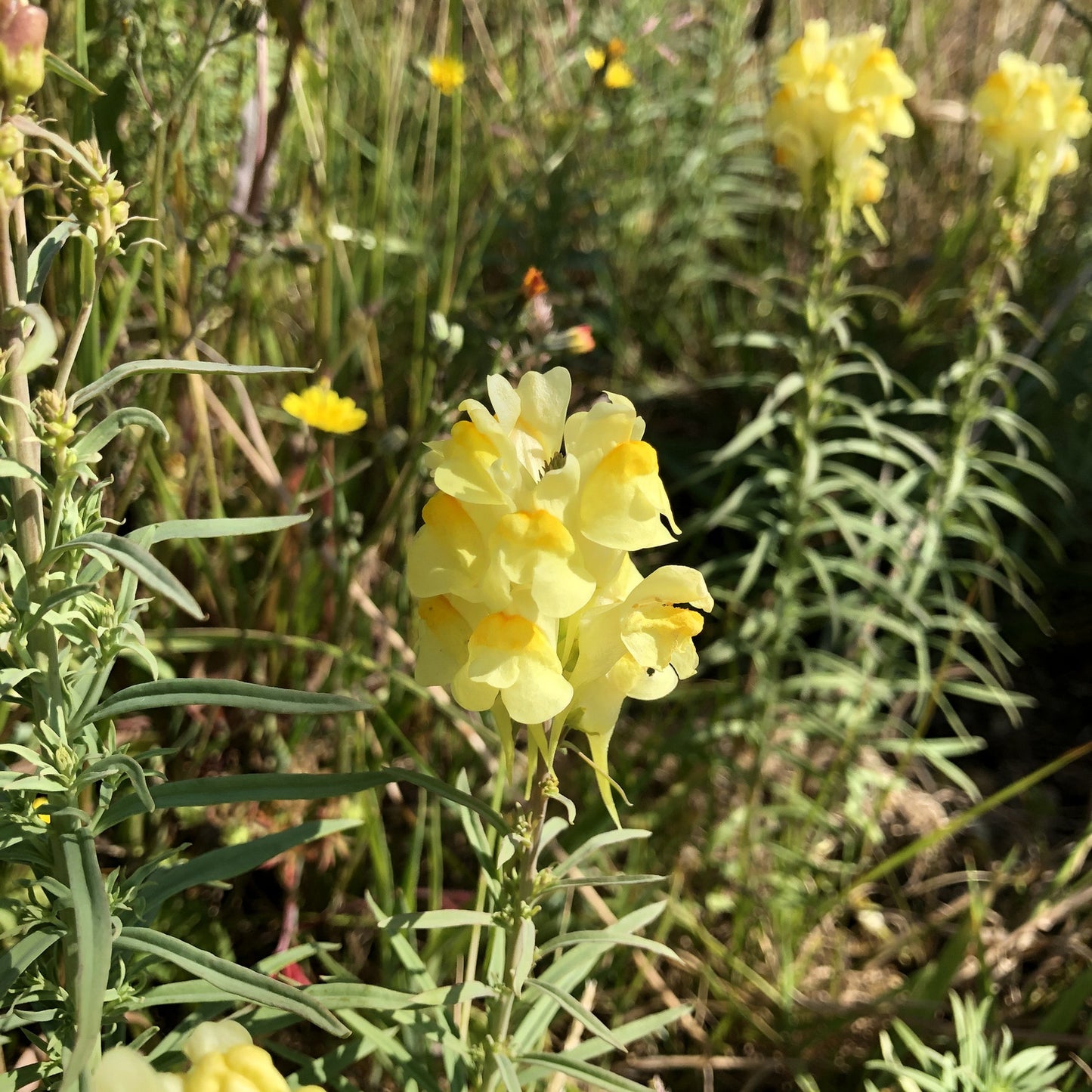 Linaria vulgaris