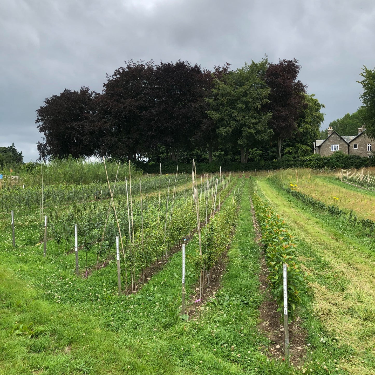 Apple Tree Collection - Herefordshire Apple Trees