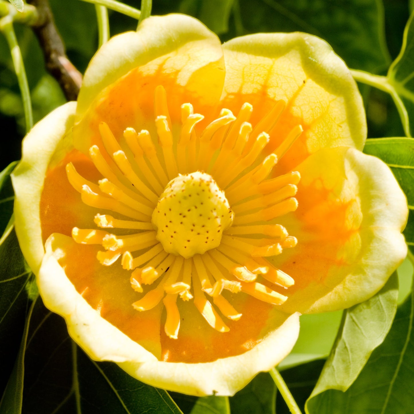 Liriodendron tulipifera flower