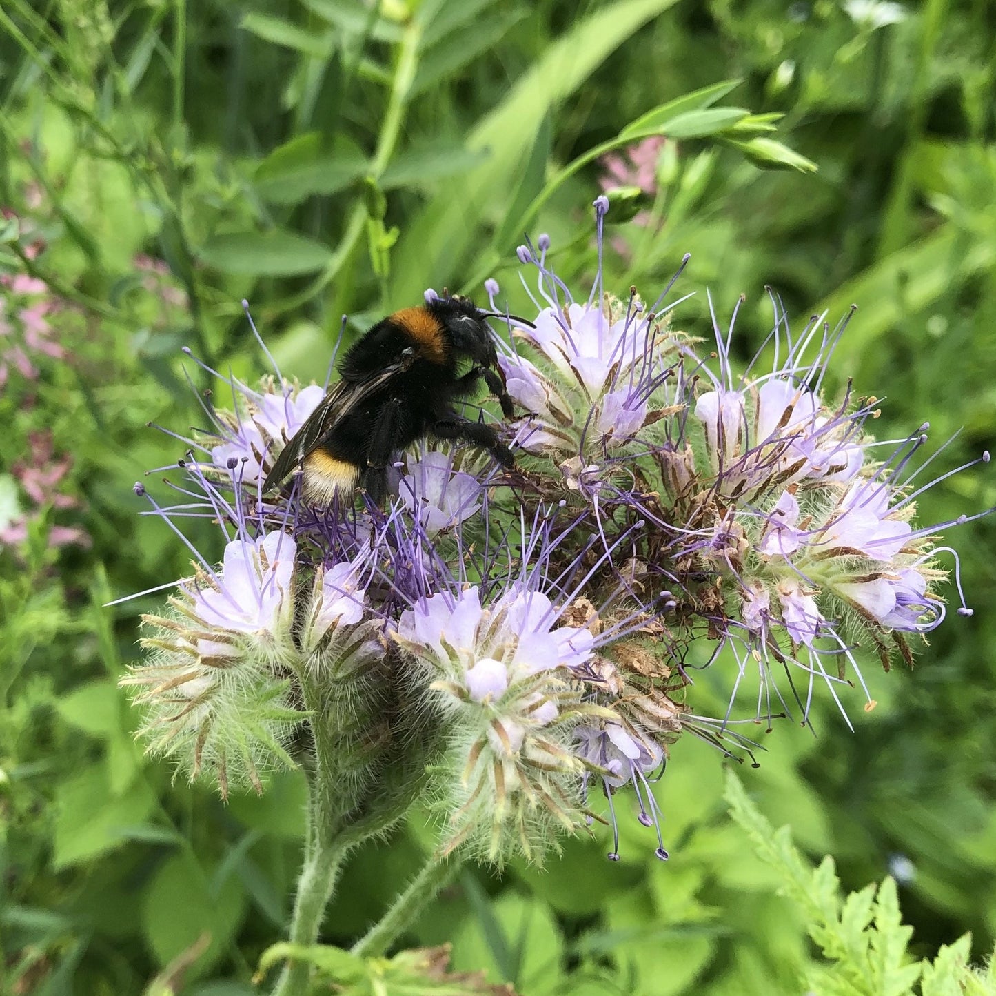 Phacelia