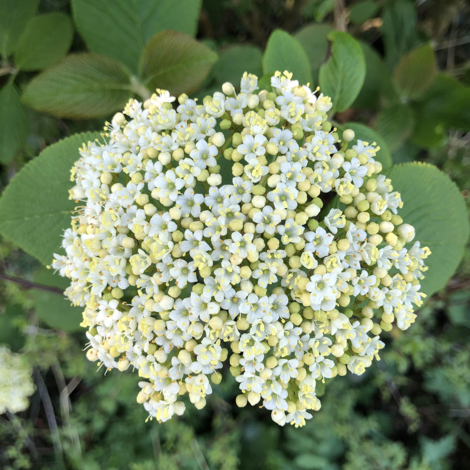 Viburnum lantana