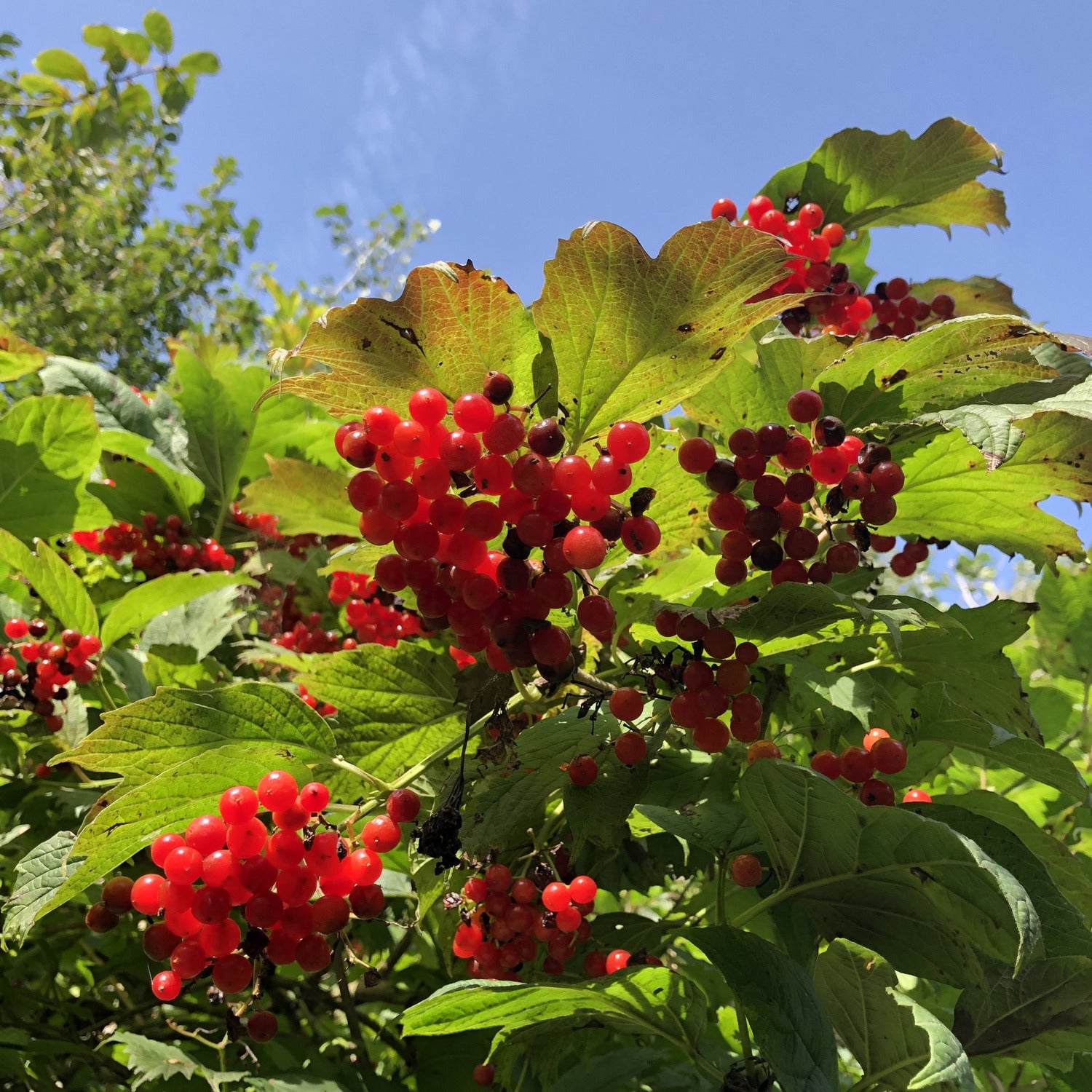 Viburnum opulus, Guelder rose. Vale of Ewyas.