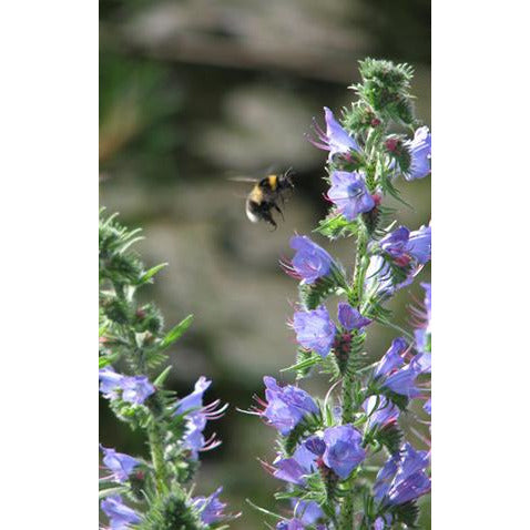 Viper's Bugloss (Echium vulgare)