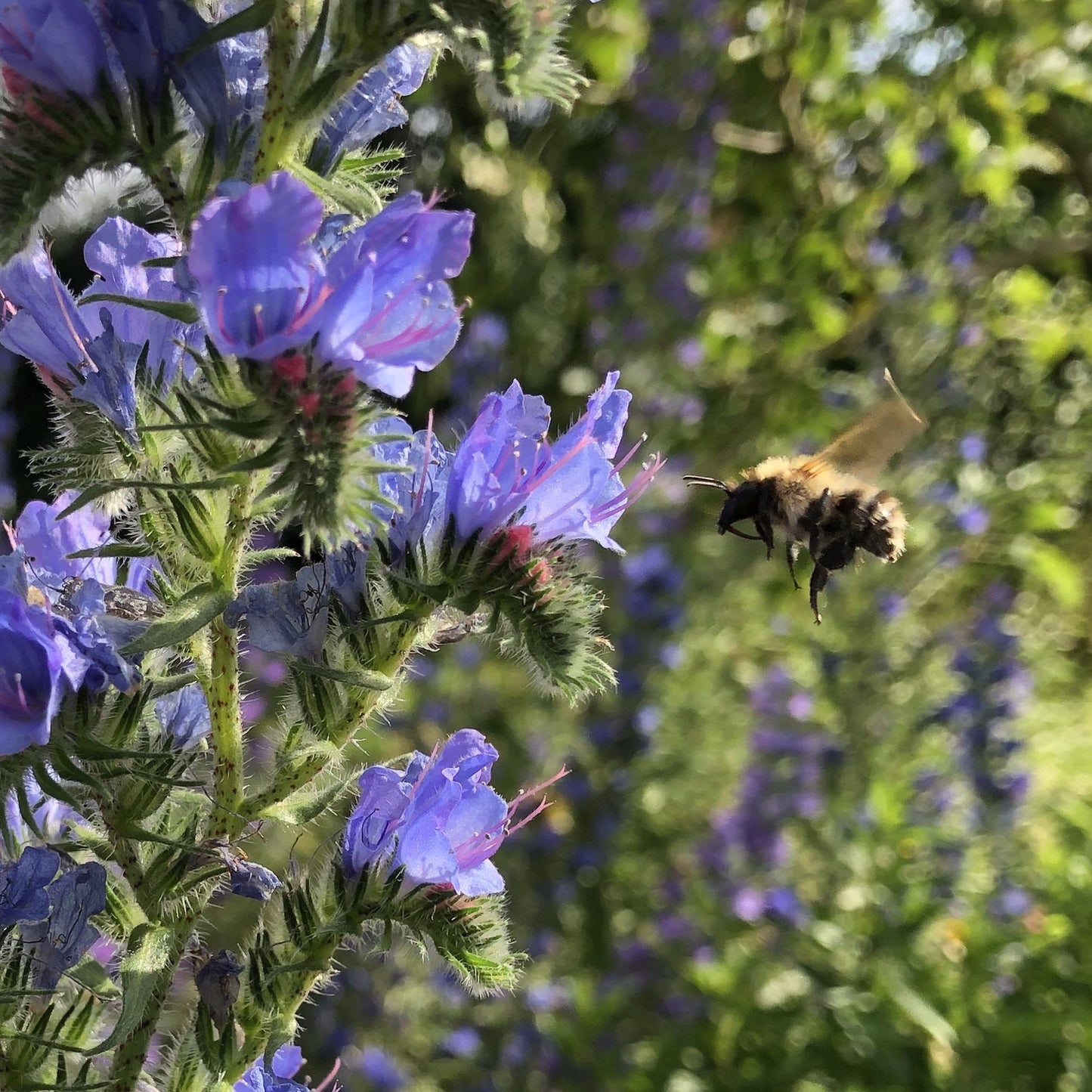 Vipers bugloss Echium vulgare