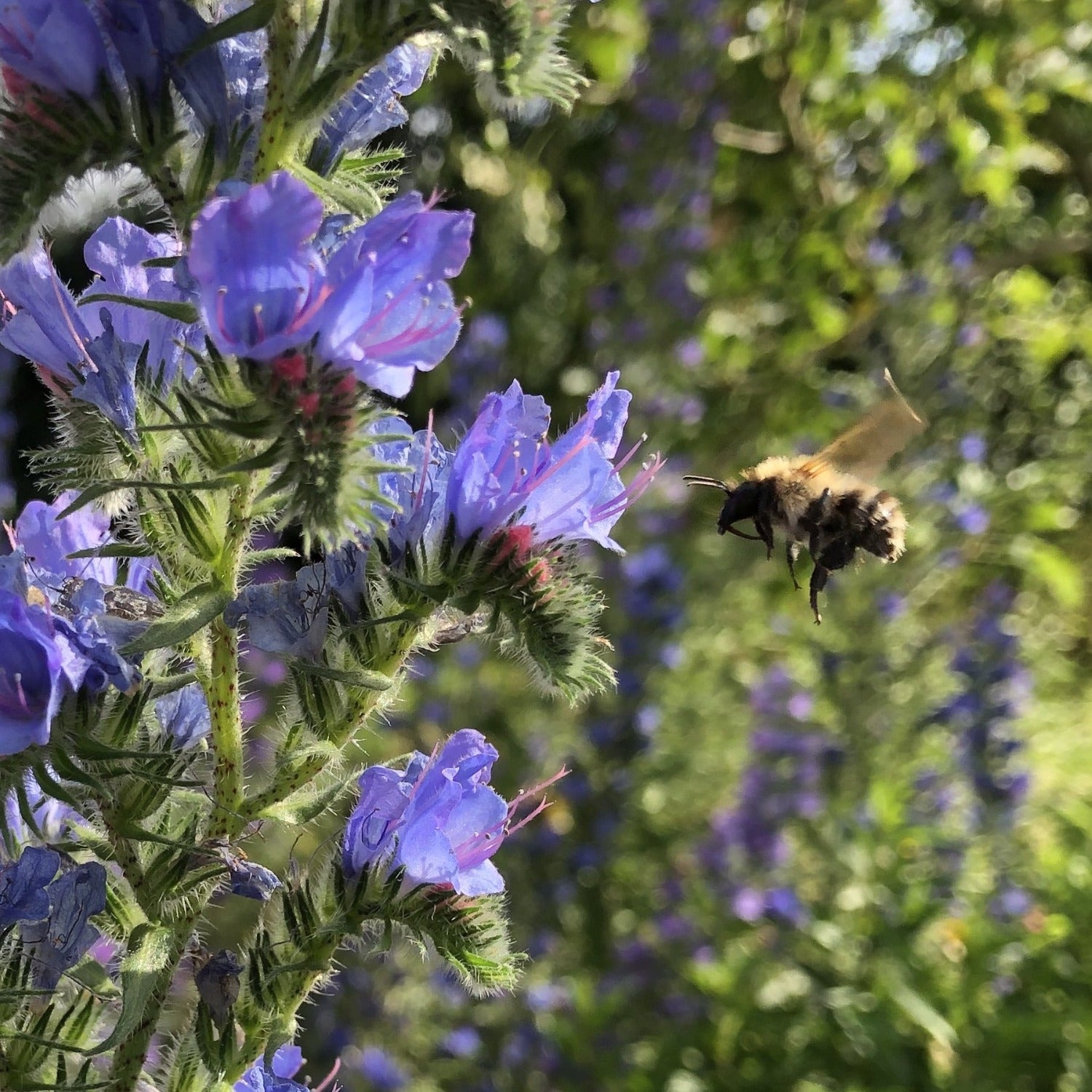 Wildflower plug plants for light soils