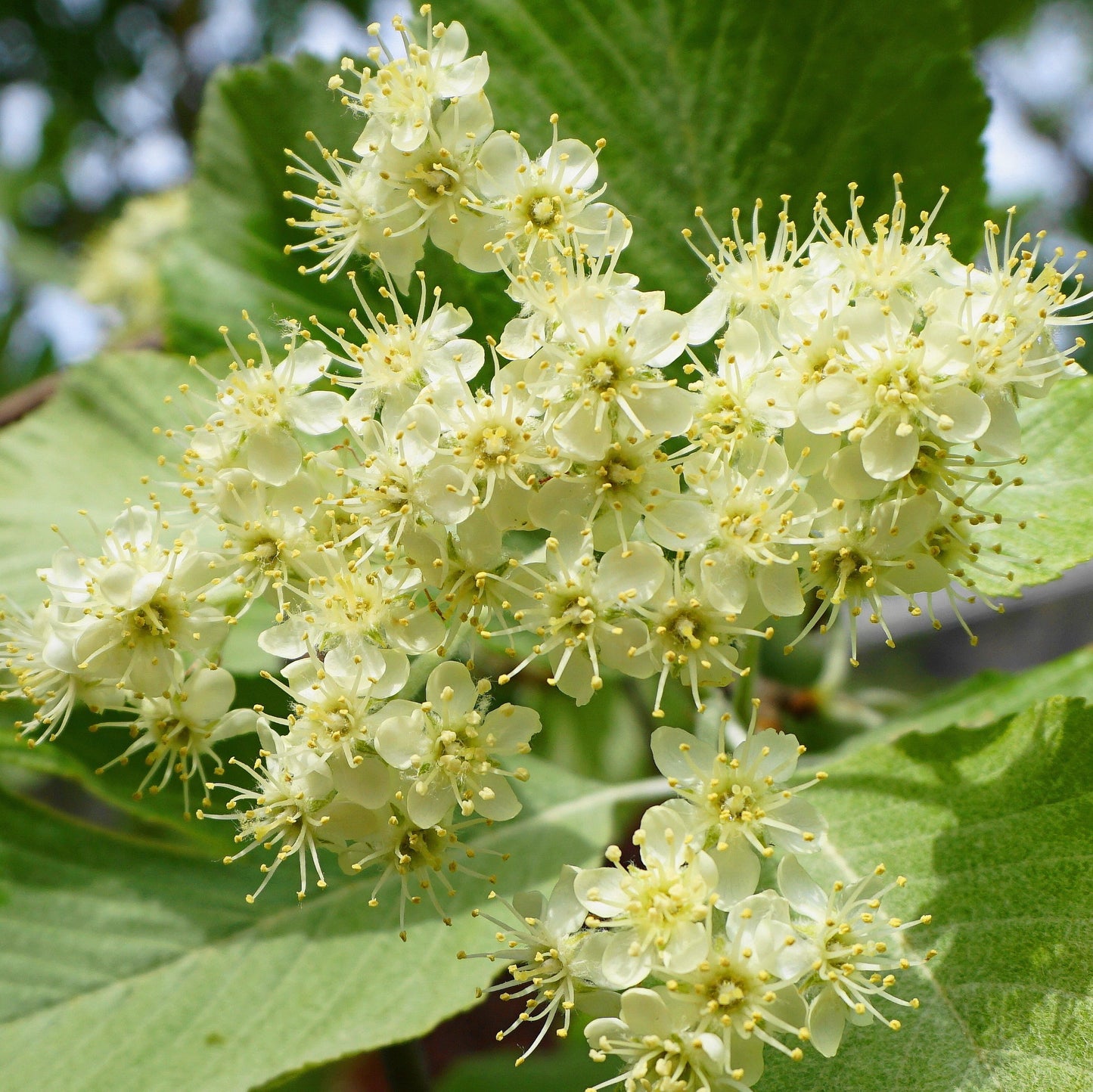 Whitebeam blossom