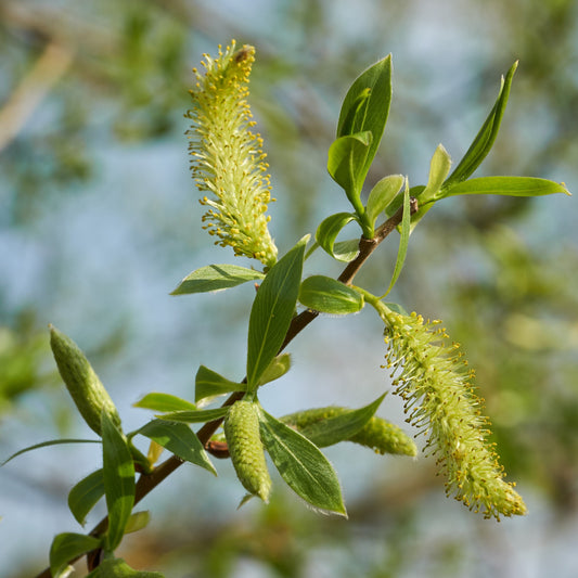 White willow in flower