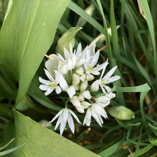 Allium ursinum