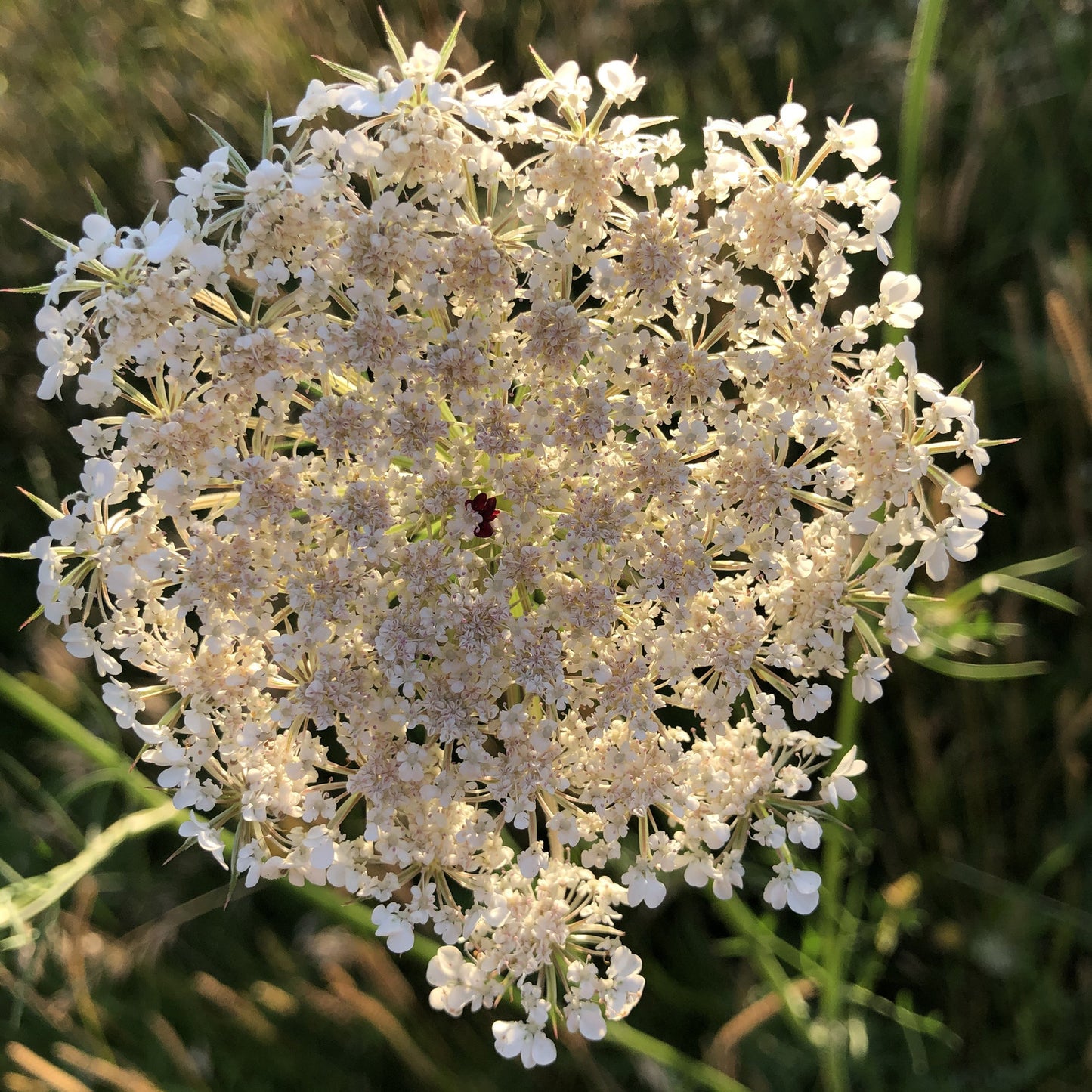 Hedgerow and Light Shade Seed Mix - Wildflowers Only