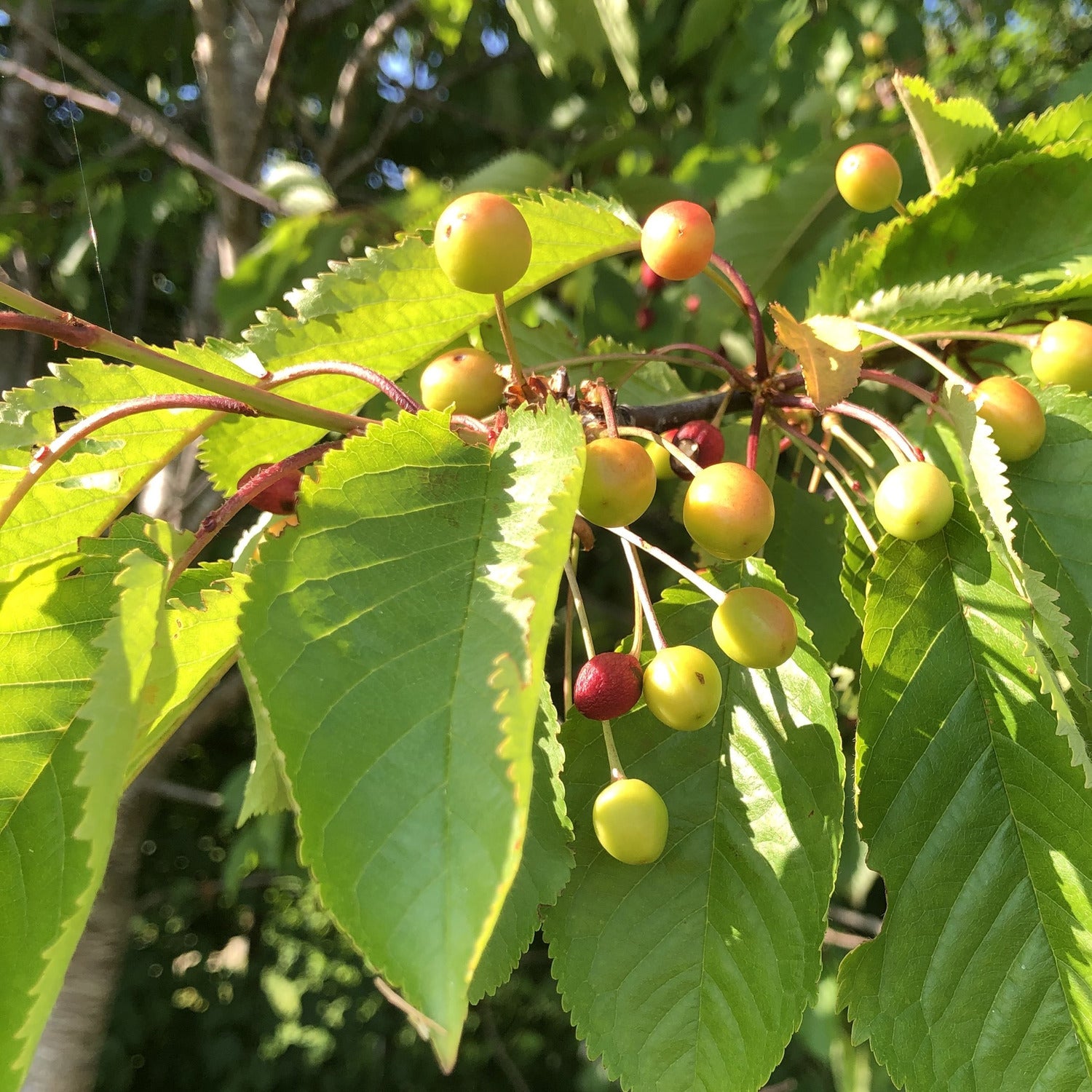 Wild cherry