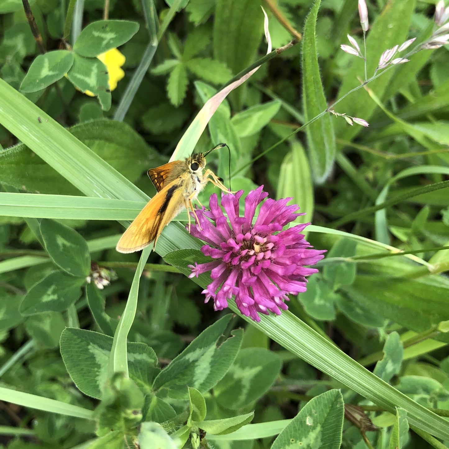 Wildflowers for heavy soils